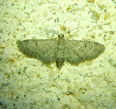 Eupithecia ultimaria