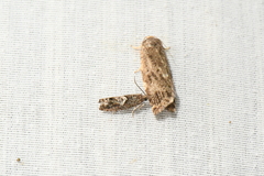 Epinotia solicitana