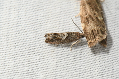 Epinotia solicitana