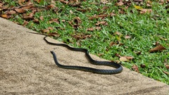 Dendrelaphis punctulatus