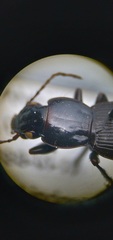 Pterostichus neobrunneus