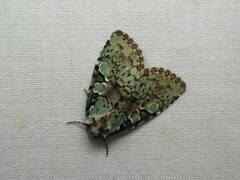 Leuconycta lepidula