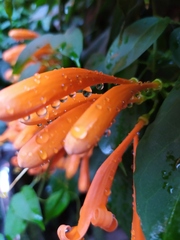 Pyrostegia