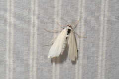 Glaphyriinae