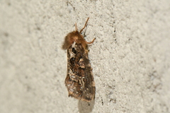 Korscheltellus gracilis