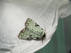 Leuconycta diphteroides