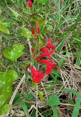 Salvia roemeriana