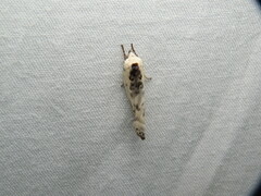 Antaeotricha