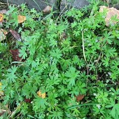 Geranium pusillum