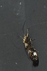 Mompha conturbatella