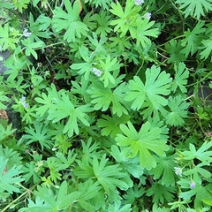 Geranium pusillum