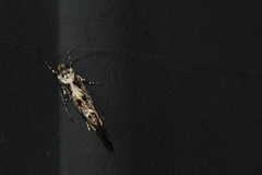 Mompha conturbatella