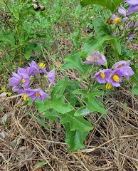 Solanum dimidiatum