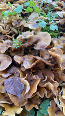 Armillaria mellea