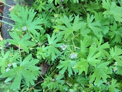 Geranium pusillum