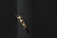 Mompha conturbatella