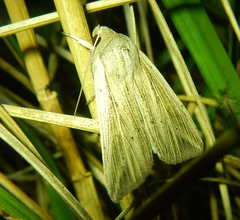 Mythimna riparia