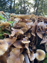 Armillaria mellea