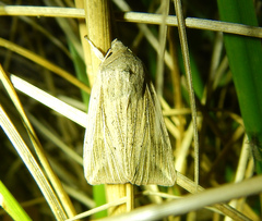 Mythimna riparia