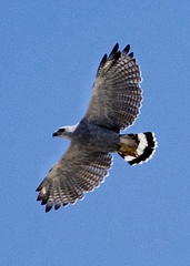 Buteo nitidus