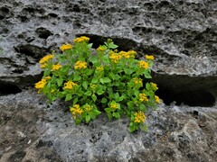 Perityle lindheimeri