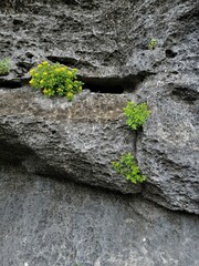 Perityle lindheimeri