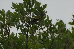 Setophaga chrysoparia