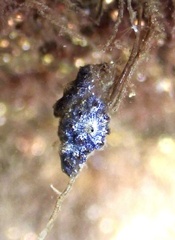 Botryllus schlosseri