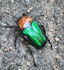 Leucocelis