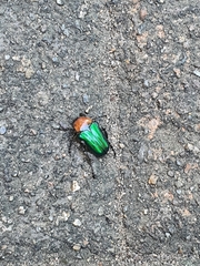 Leucocelis