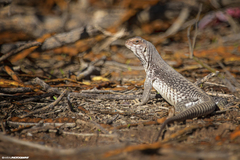 Dipsosaurus dorsalis