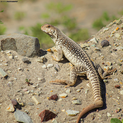 Dipsosaurus dorsalis