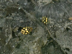 Thermonectus marmoratus