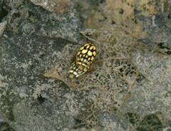 Thermonectus marmoratus