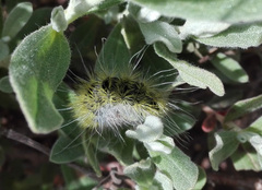 Thaumetopoea herculeana