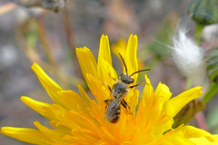 Halictidae