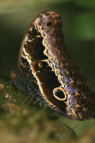 Caligo oberthurii