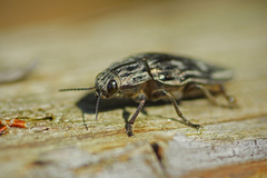 Chalcophora mariana