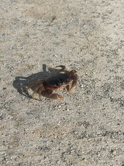 Gecarcinus lateralis