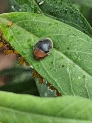 Cryptolaemus