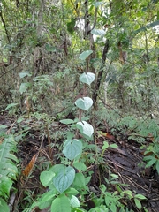 Dioscorea bulbifera