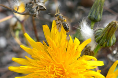 Halictidae