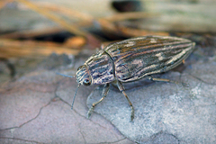 Chalcophora mariana