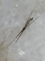 Styringomyia