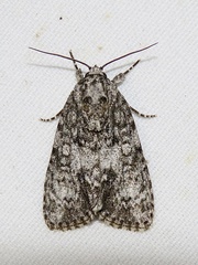 Acronicta retardata