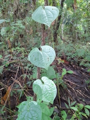 Dioscorea bulbifera