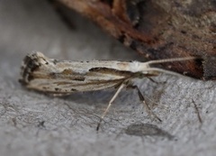 Plutella porrectella