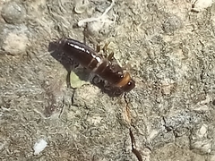 Kalotermes flavicollis