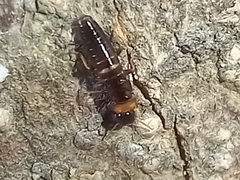 Kalotermes flavicollis