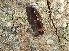 Kalotermes flavicollis